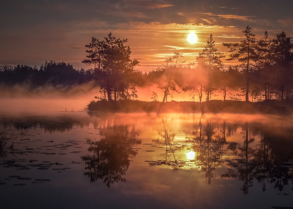 Рассвет на болоте  Ленинградская область