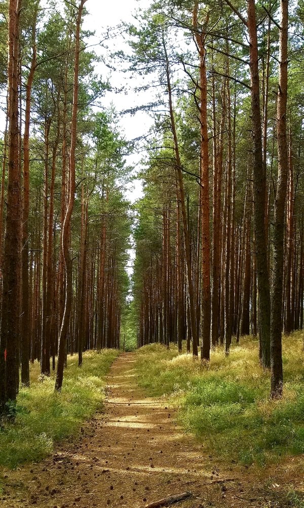 Солнечная тропинка