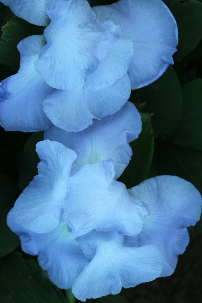 Blue Iris