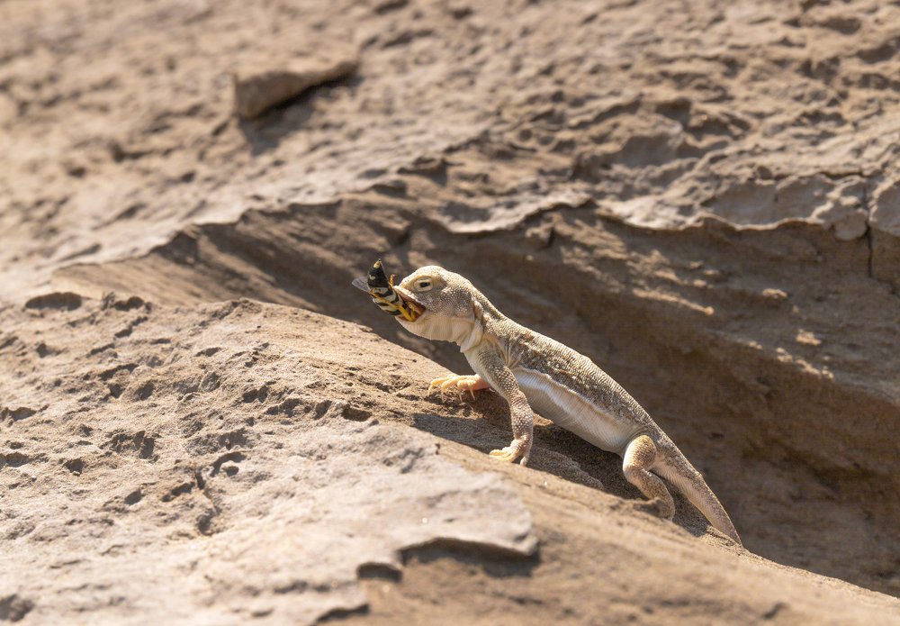 Удачная охота