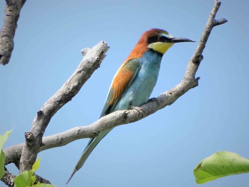 Охота на пчел!