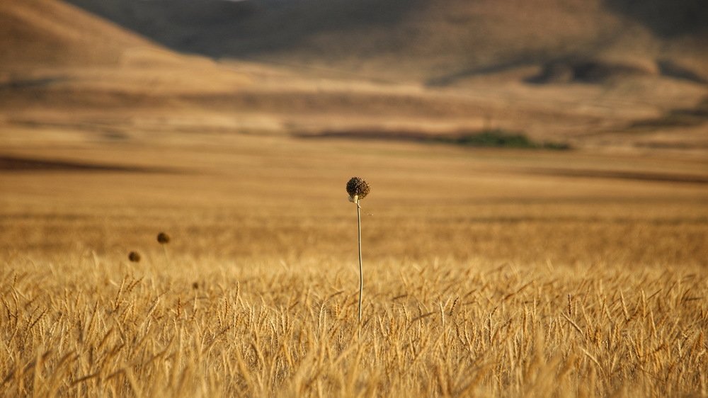 wheat field-1