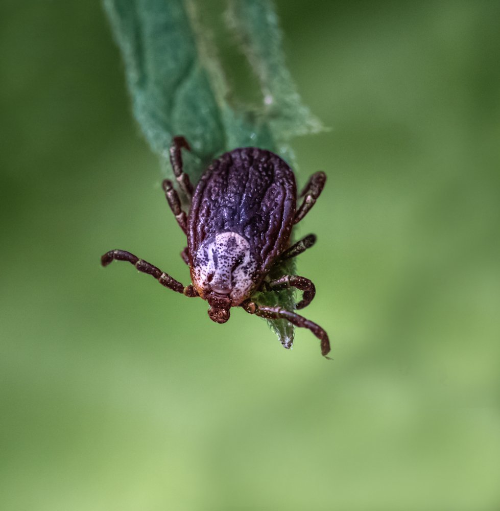 В поисках "хозяина"