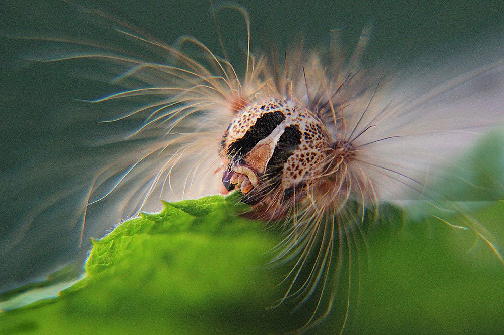 Вегетарианский завтрак