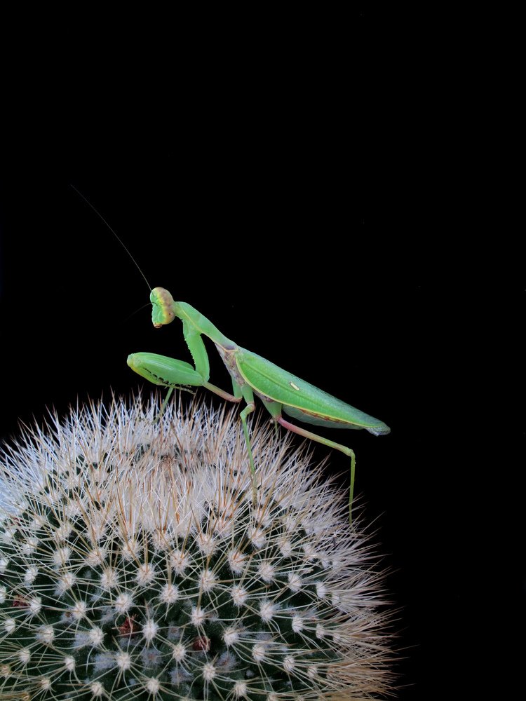 praying mantis