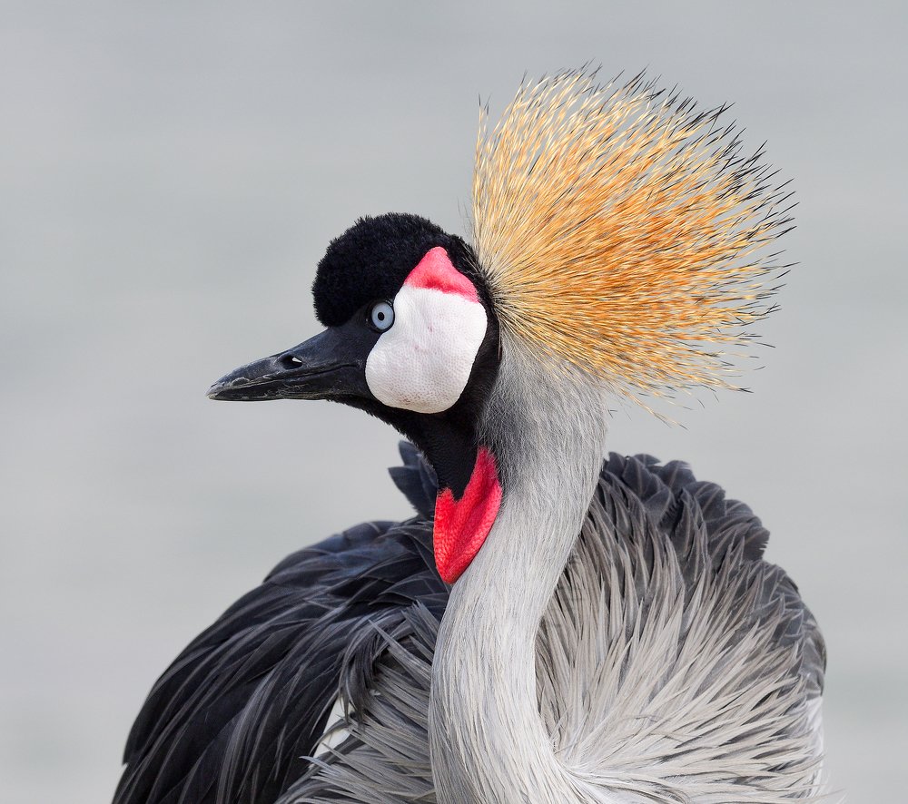 Crown Crane's Pose