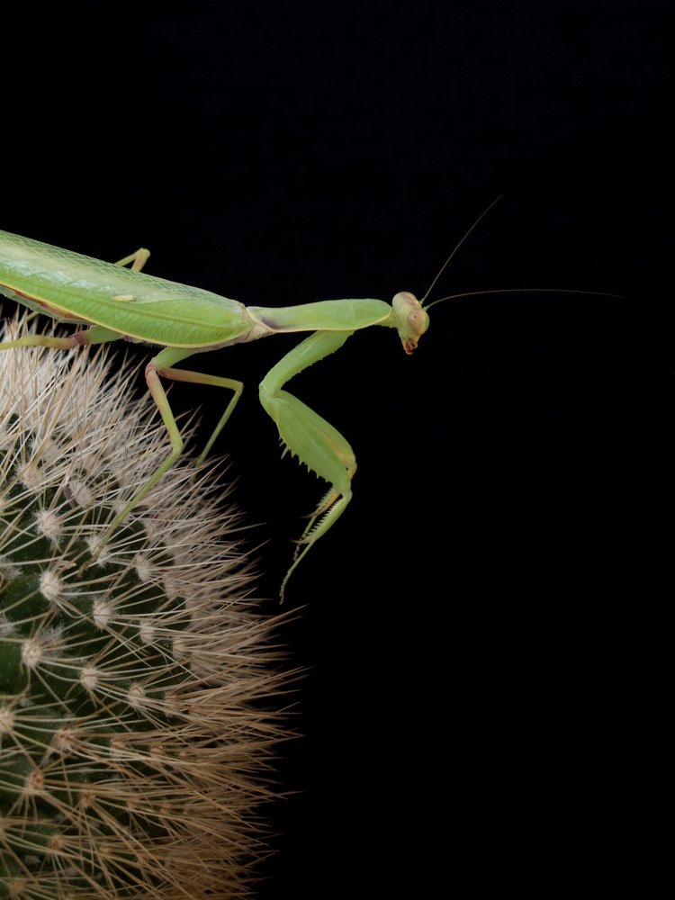 praying mantis