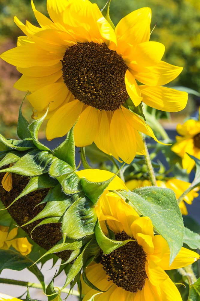 Photograph by Владимир Брагилевский