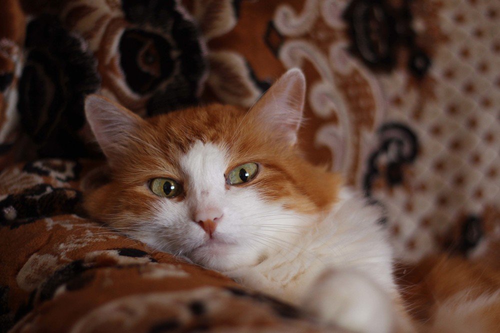 Кот в шоколаде.