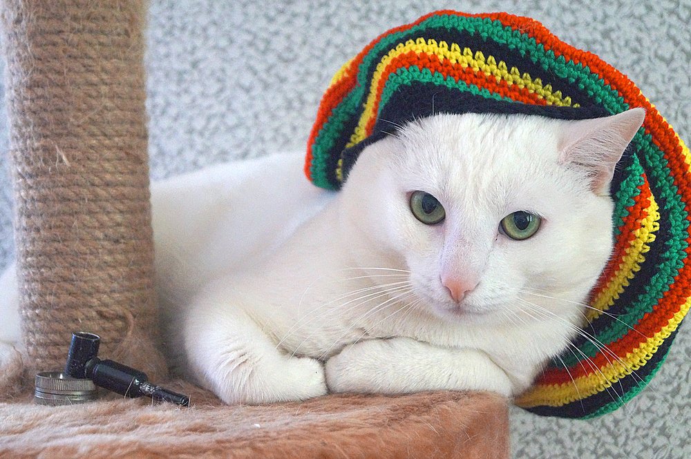 Кот Марли/ Сat Marley