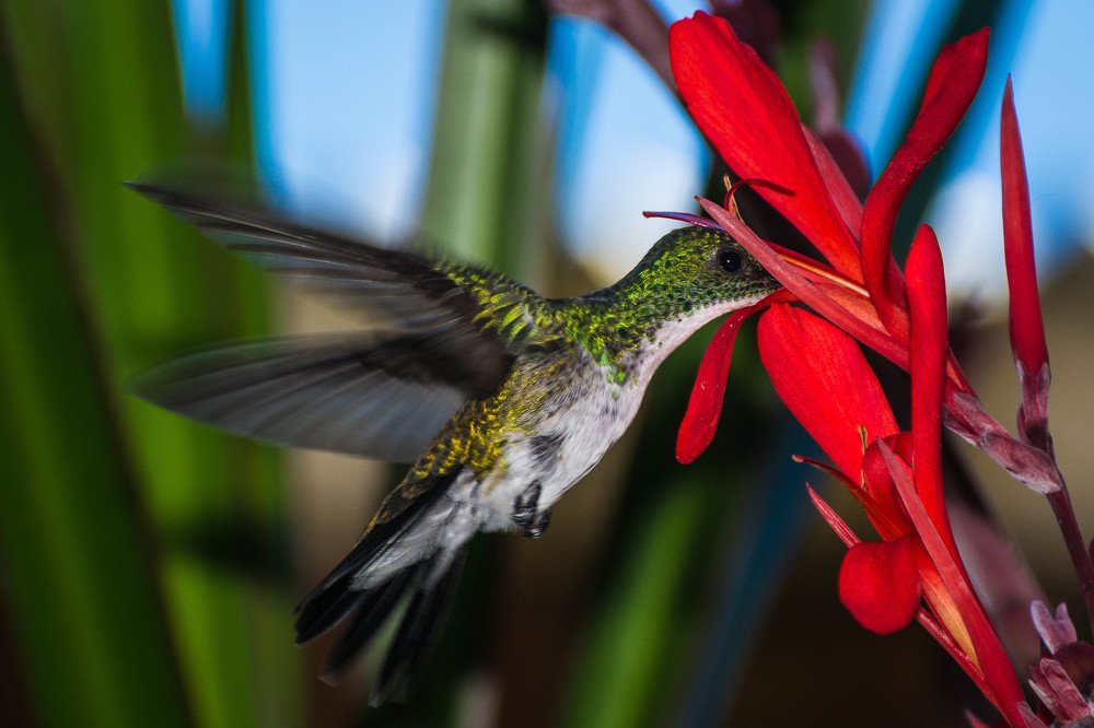 Hummingbird hunting pollen ...