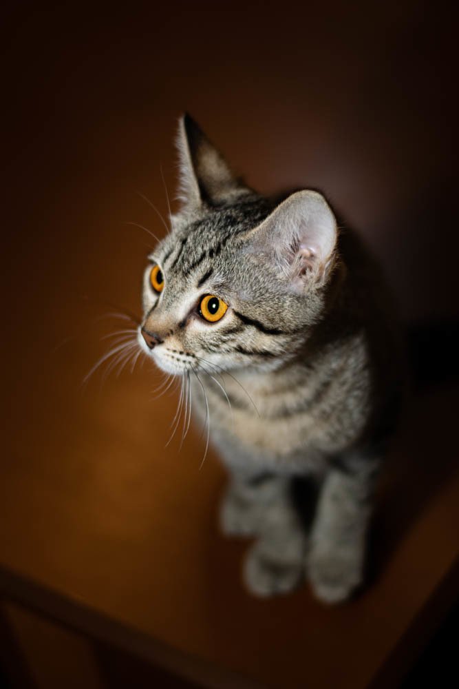 Yellow-eyes Kitten Sitting