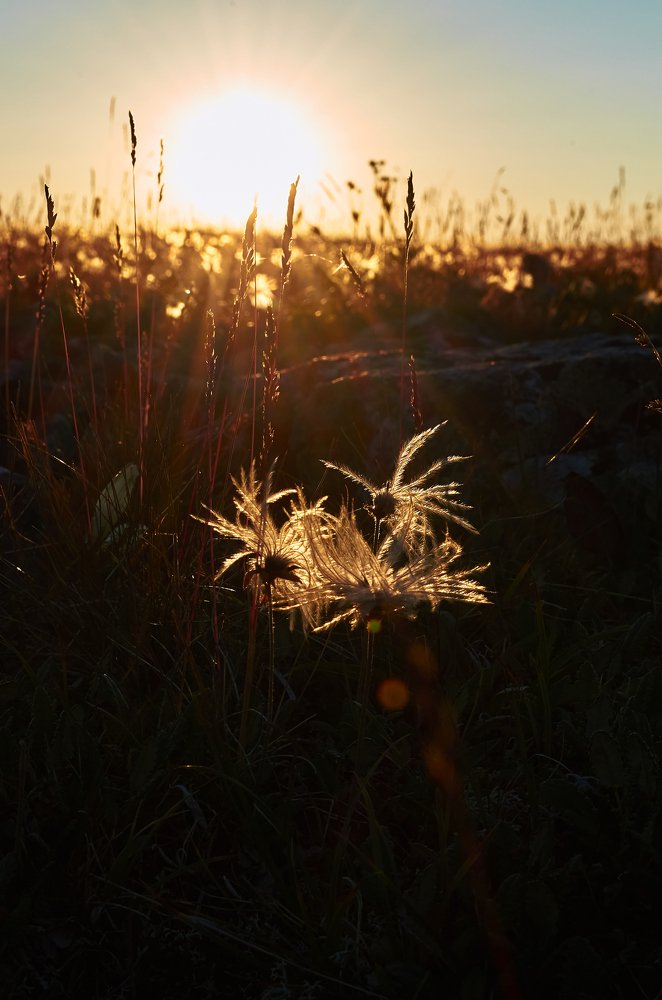 Солнечный ветер
