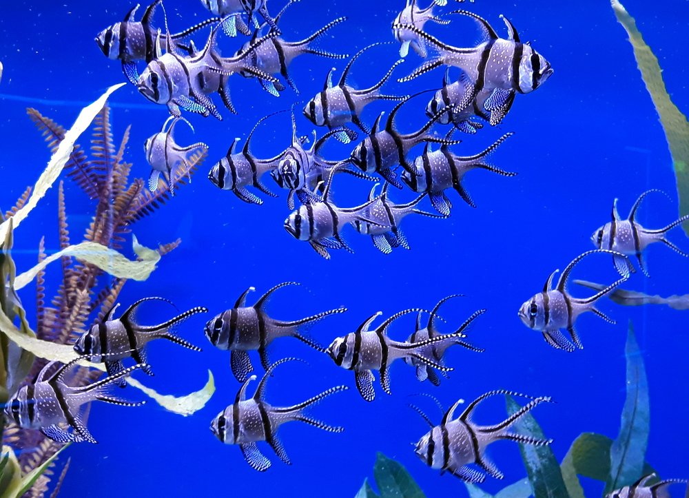 Полосатые рыбки