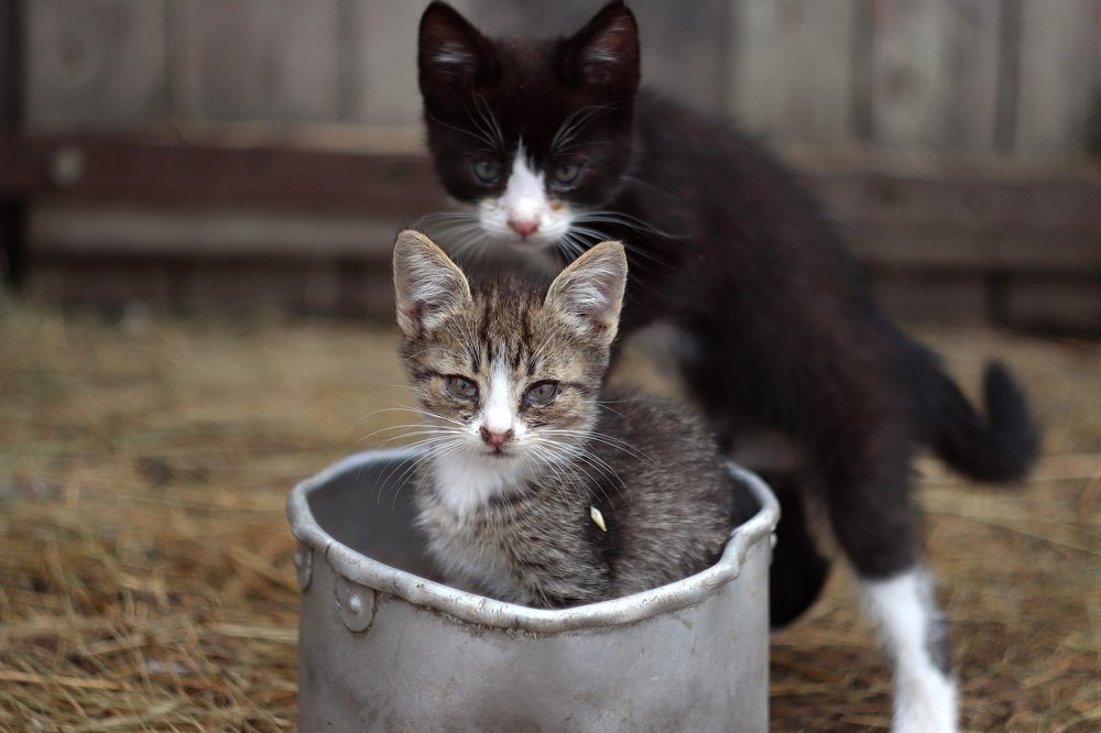 Естественность