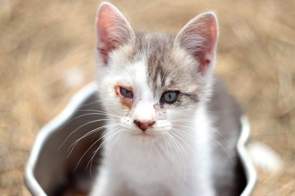 Естественность