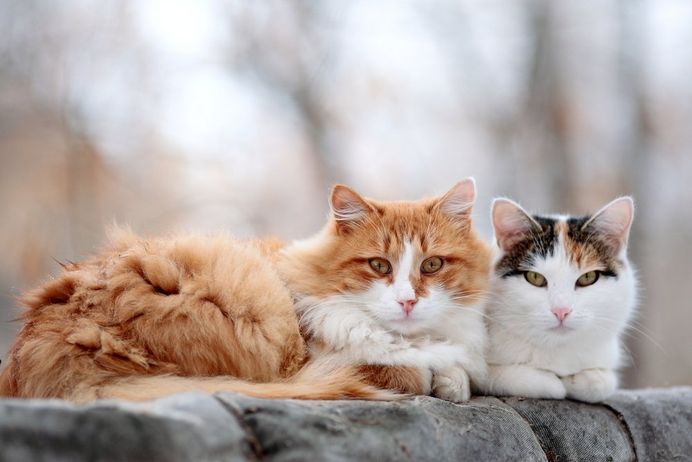 Mr. & Mrs. Cat