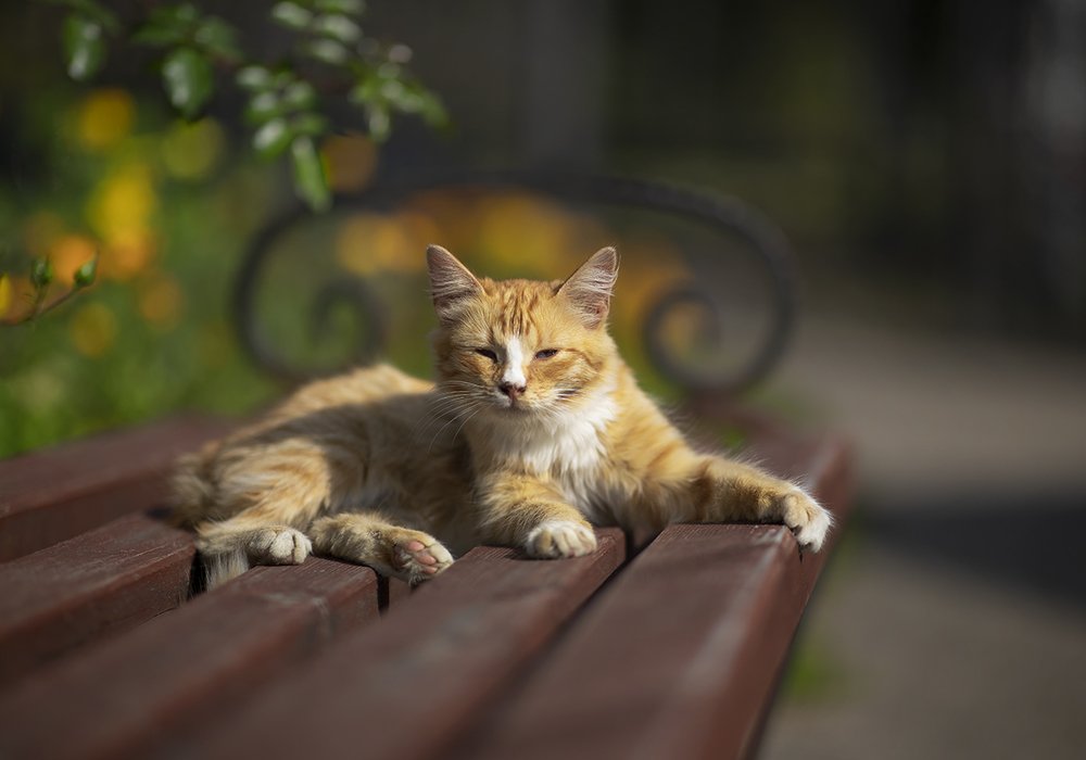 Маленький принц