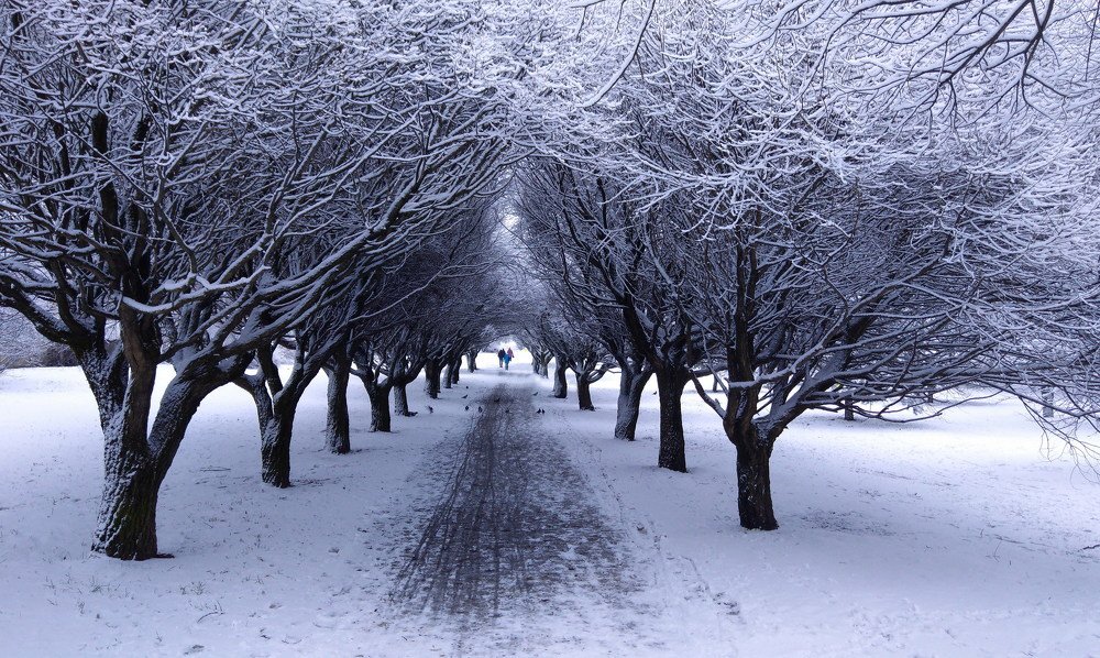 Зимняя аллея