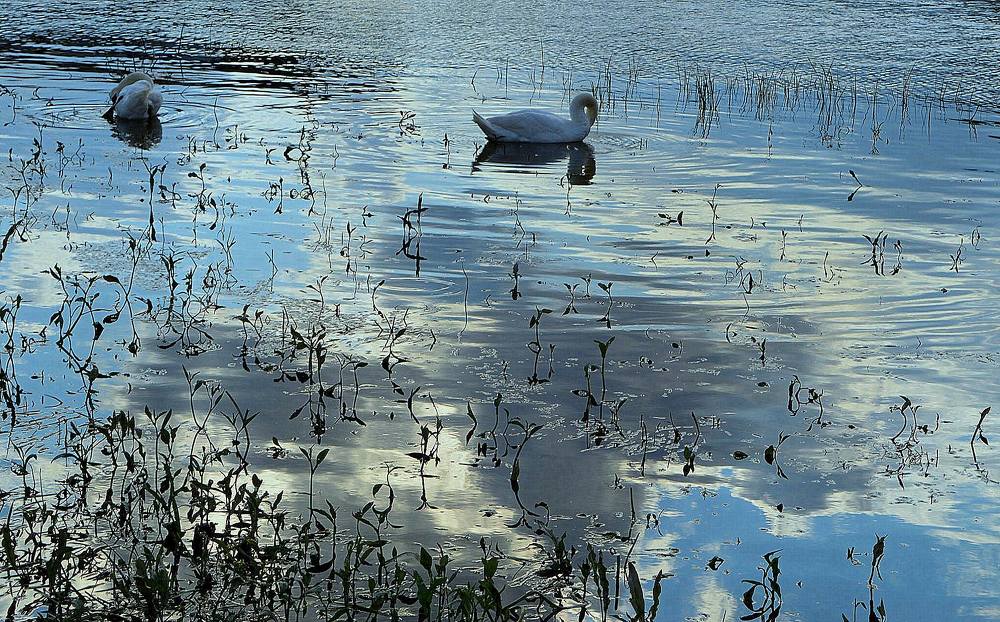 Galebovi na Dunavu u Beogradu