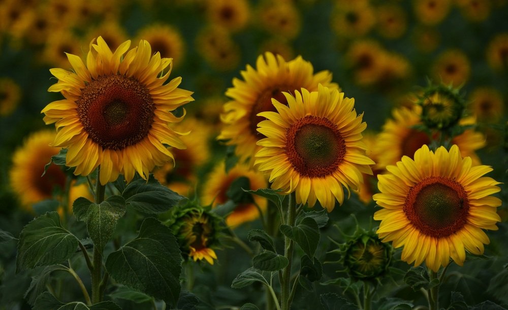 Photograph by Bocse Angela - Codrina