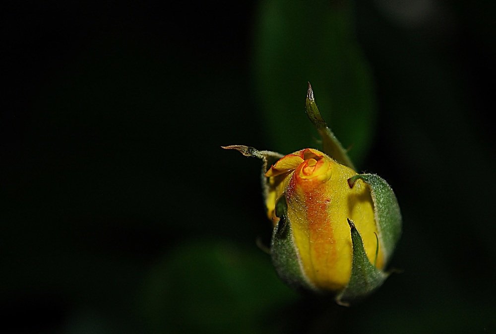 Photograph by Bocse Angela - Codrina