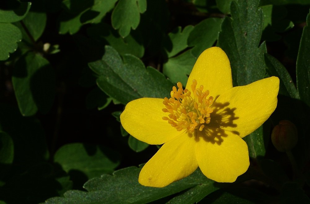 Photograph by Bocse Angela - Codrina