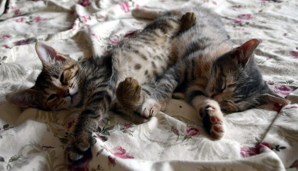 Сладкие сны малышей...