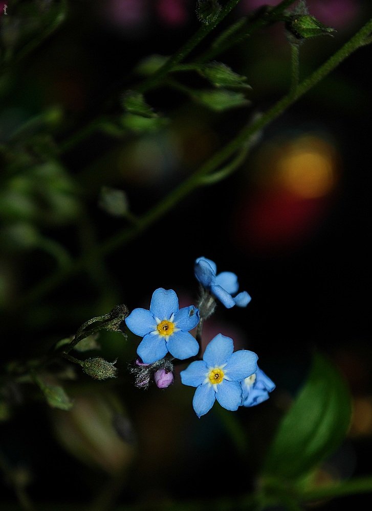 Photograph by Bocse Angela - Codrina