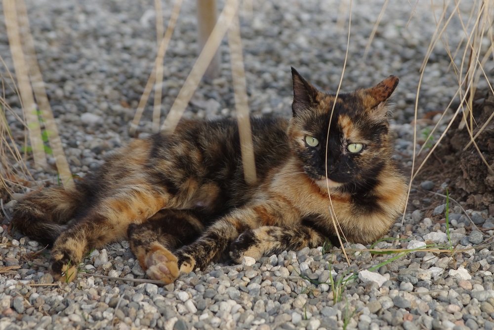 Котик из Сицилии