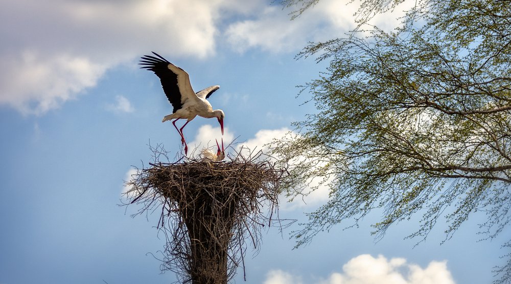 Когда дома ждут ...