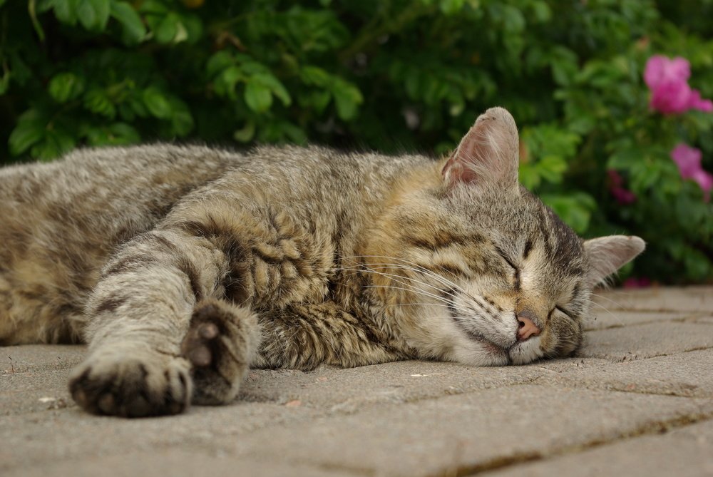 Котик на природе