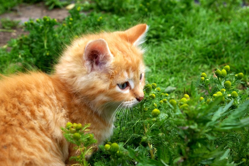 Котик в травке