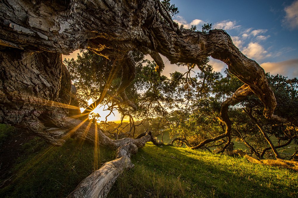 Fallen tree sunset