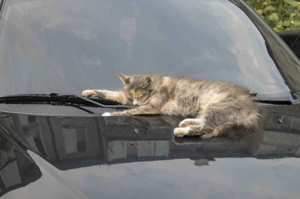 Photograph by Михаил Кобелюк