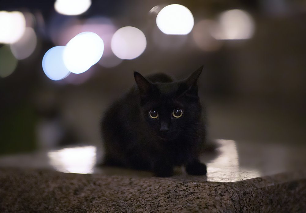 Все ли кошки ночью серы?