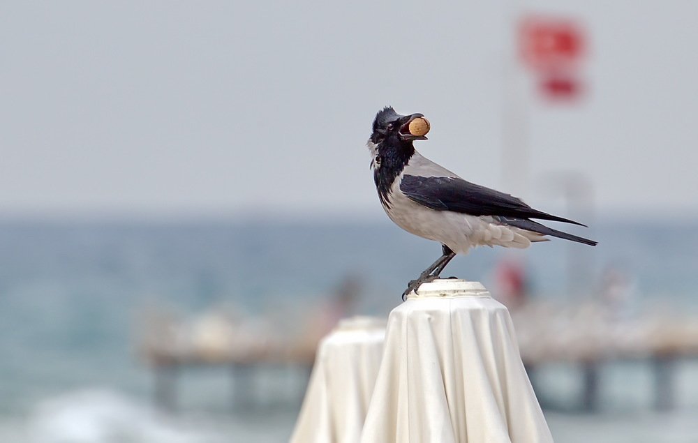 "ВОРОНЕ КАК-ТО ..."