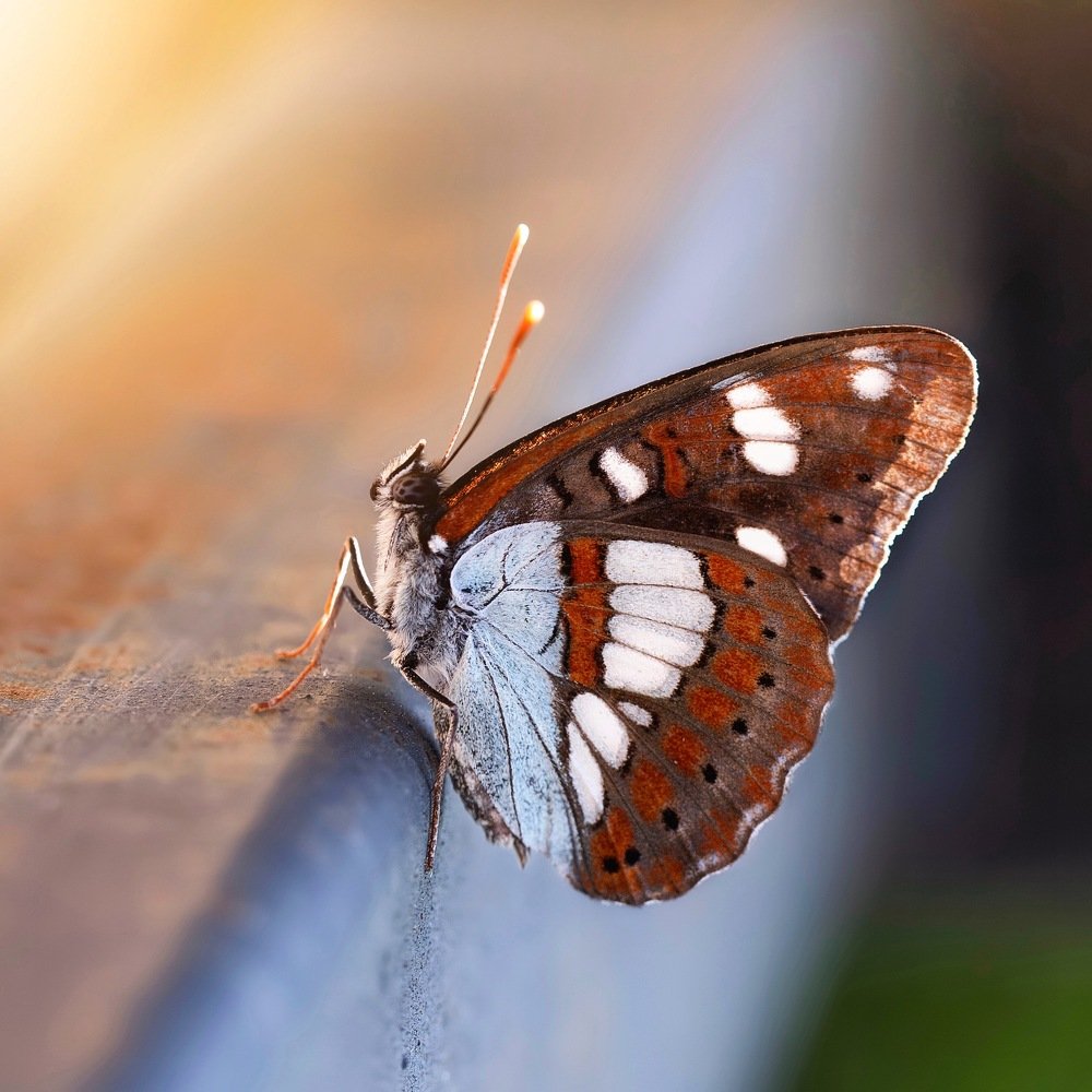 Фотография автора Dolli Pogrebnaya