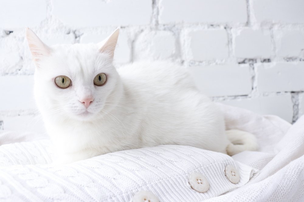 Photograph by Olga Bondarenko