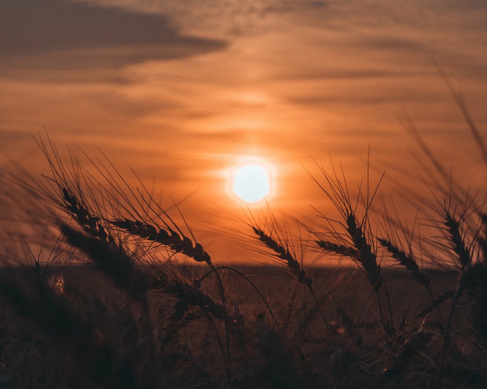 В цвете заката)