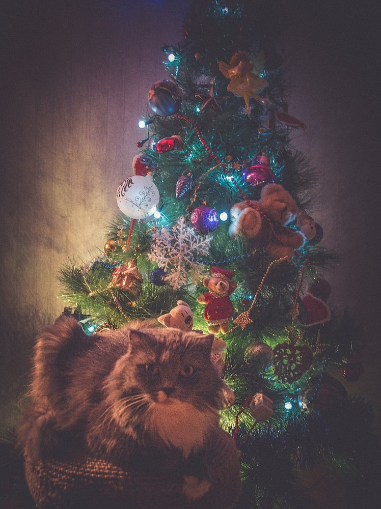 В Рождество.Тася