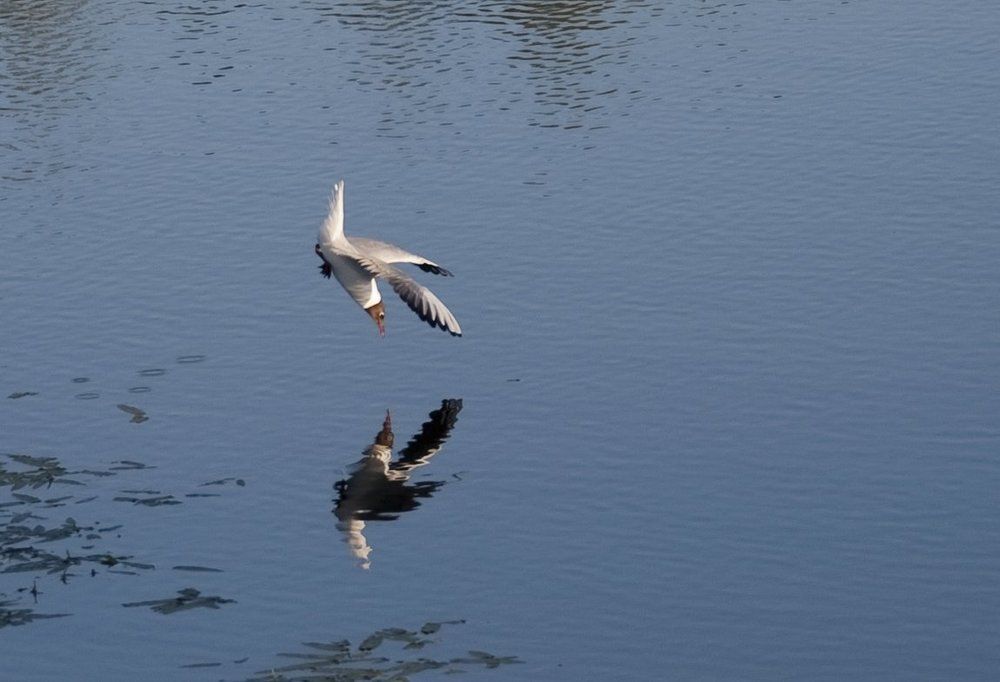 He who would catch fish must not mind getting wet