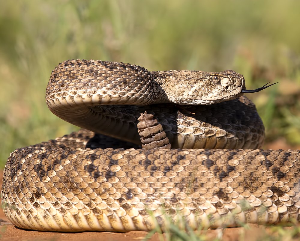 Western diamondback rattlesnake - Техасский гремучник