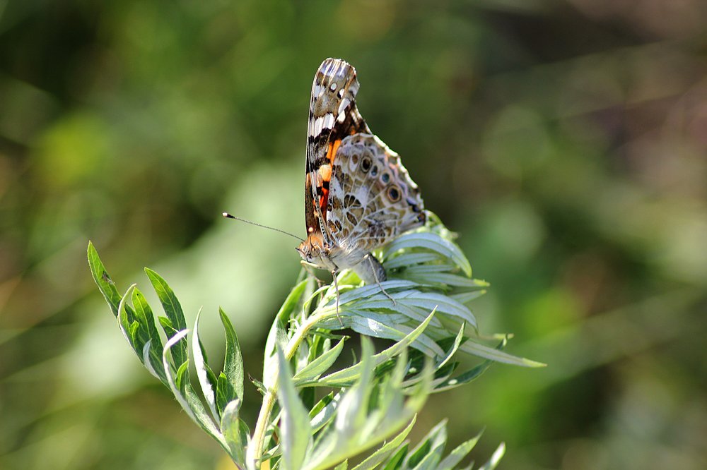 Photograph by Надежда Тарасенко