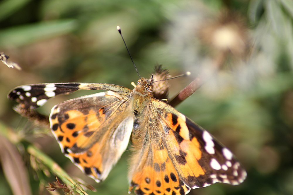 Photograph by Надежда Тарасенко