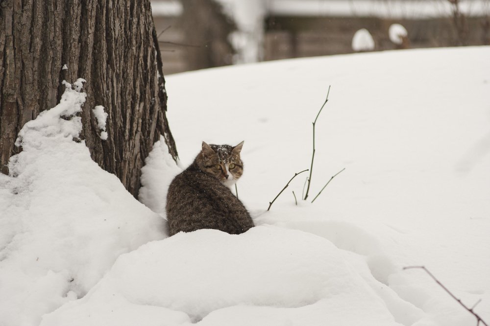«А я тут на мышей охочусь...»