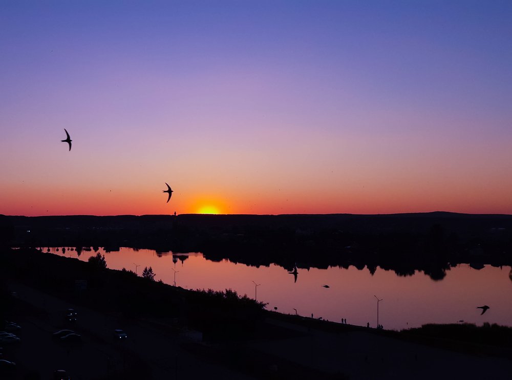 Стрижи над городом