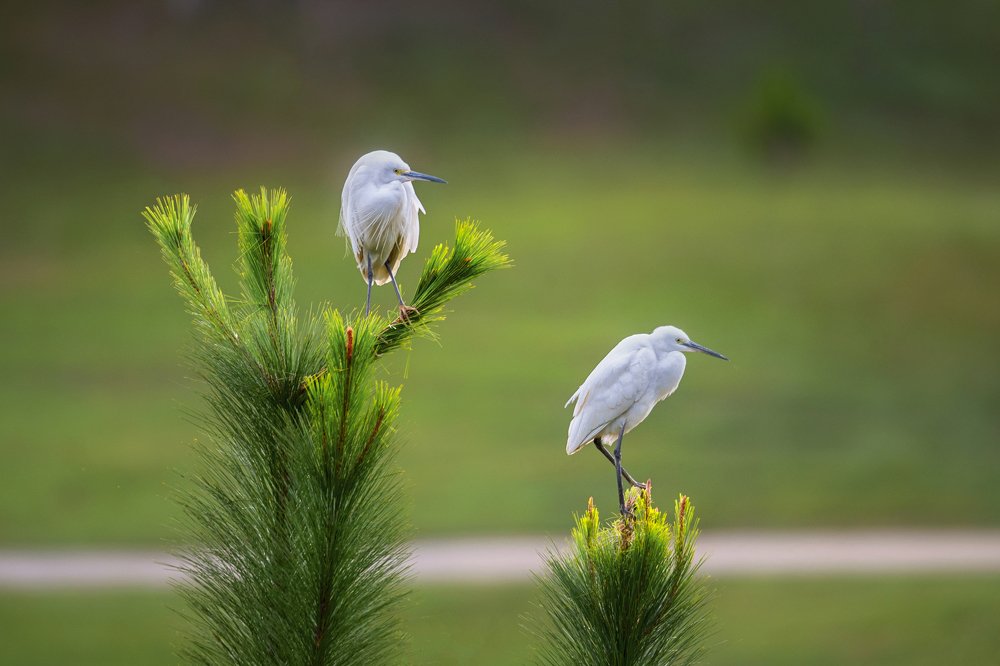 Good soil bird parked
