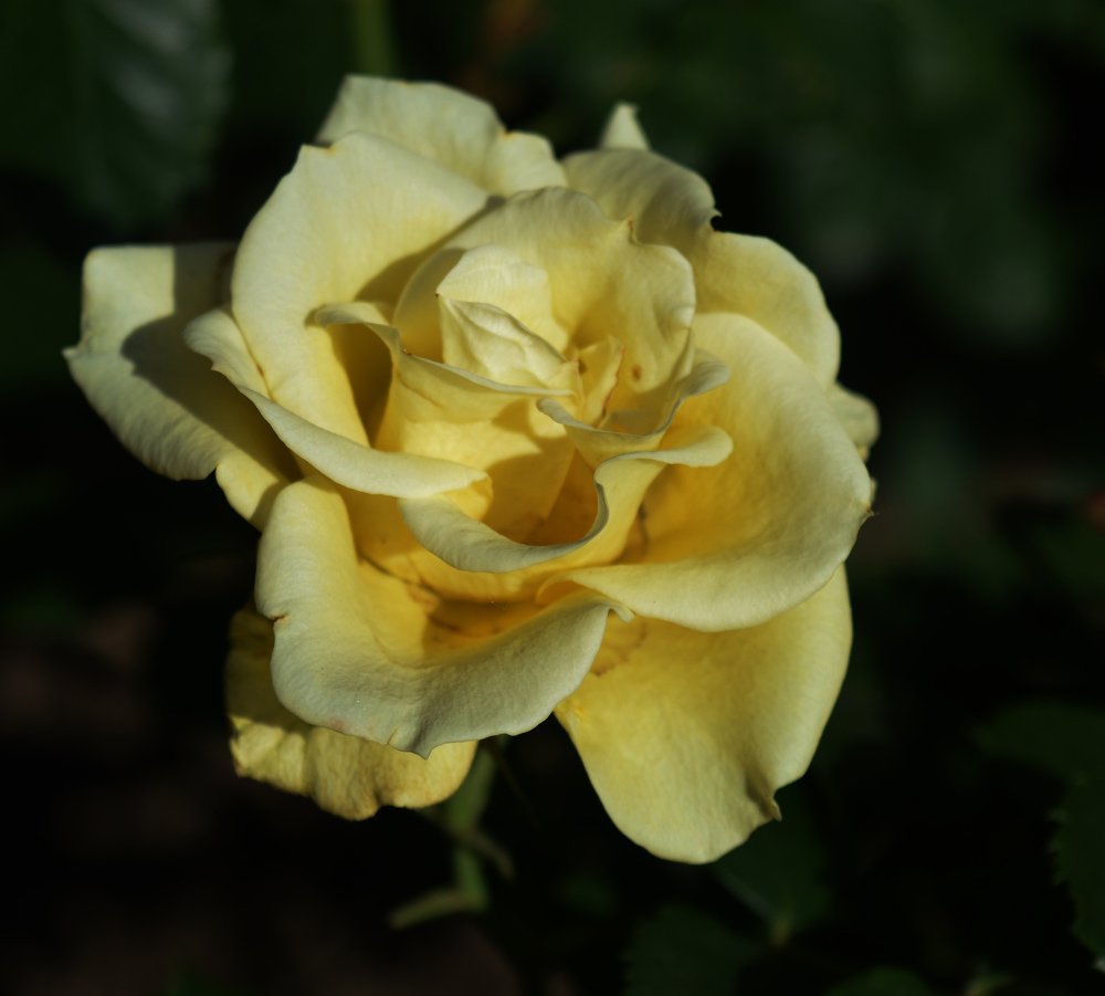 Ботанический портрет