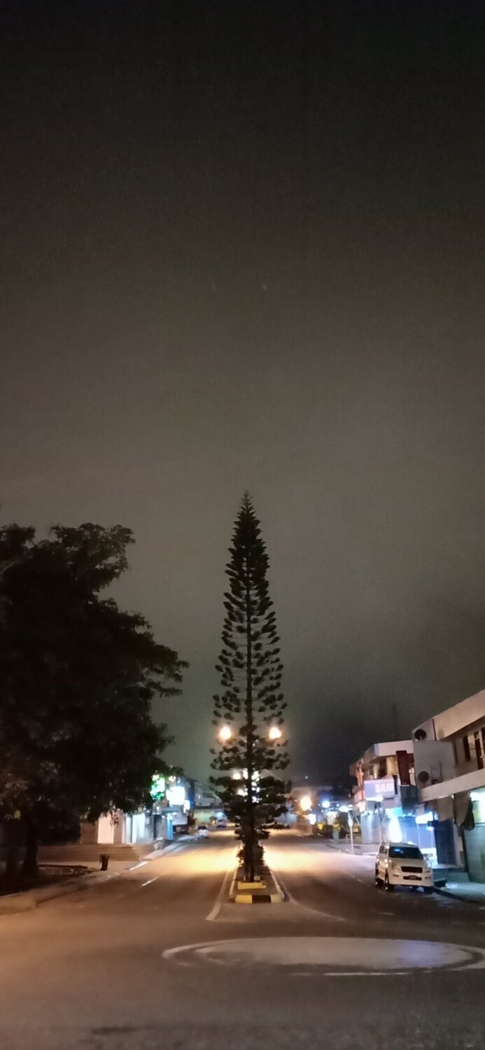 A lonely tree.